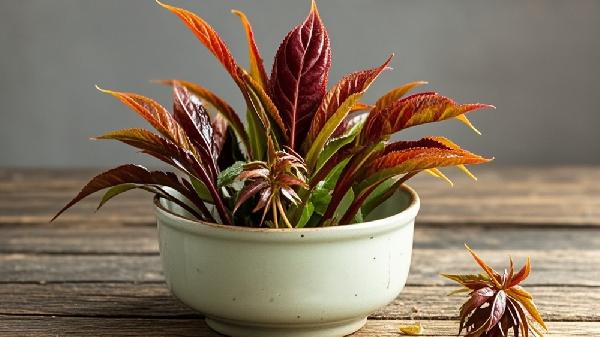 香椿这样吃会中毒!快看你中招了吗