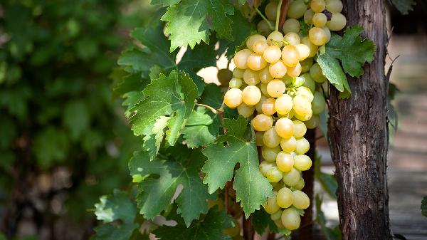 吃葡萄千万别碰这些！别等生病才后悔
