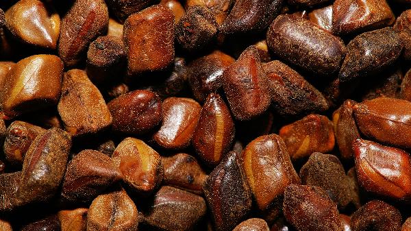 决明子的减肥功效