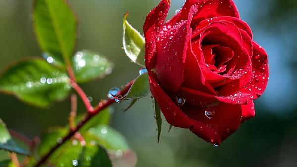 玫瑰泡水喝有什么好处与坏处