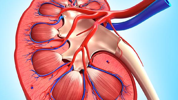 血管紧张素高的原因