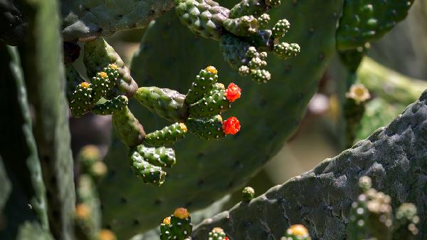 植物精神紊乱的症状