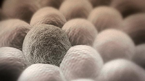 四季抗病毒合剂有什么注意事项