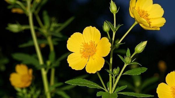 月见草油胶丸是治疗什么的