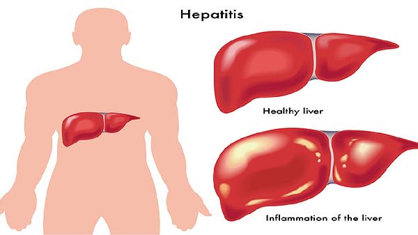 复方牛胎肝提取物片的成分有哪些