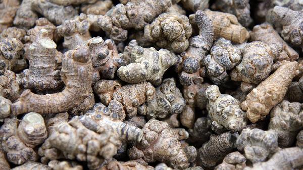 参三七伤药胶囊是治疗什么的