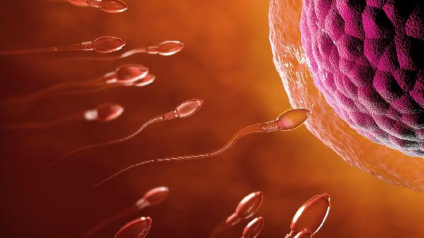 同房后精子流出会怀孕吗