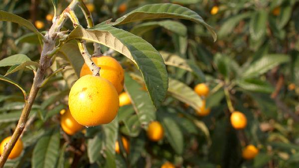 枇杷叶膏的成分有哪些