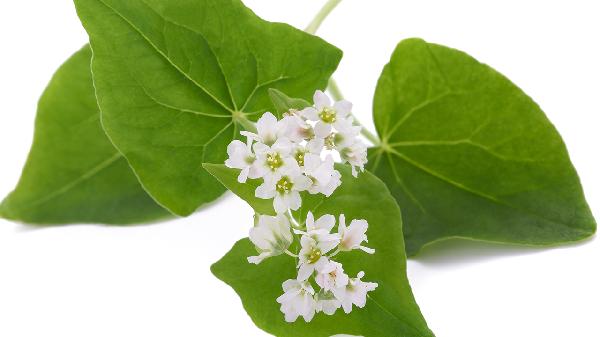 金荞麦片的作用都有哪些