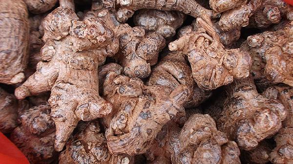 田七花叶颗粒治什么病