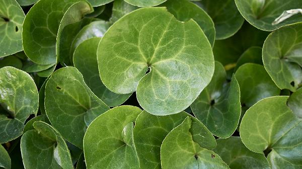 灯盏细辛胶囊作用有哪些