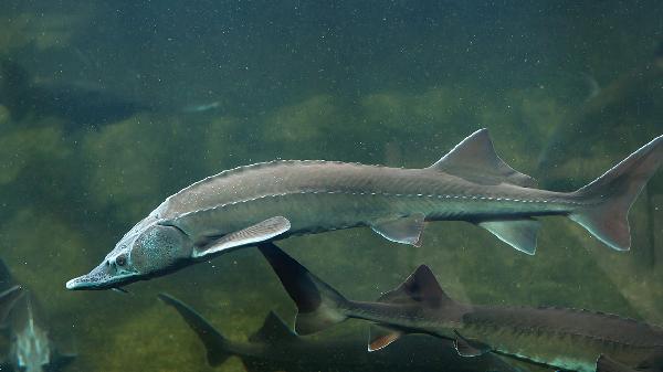 鱼鳔补肾丸主要治什么病