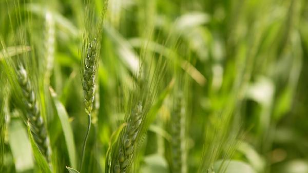 小麦纤维素颗粒主治什么疾病