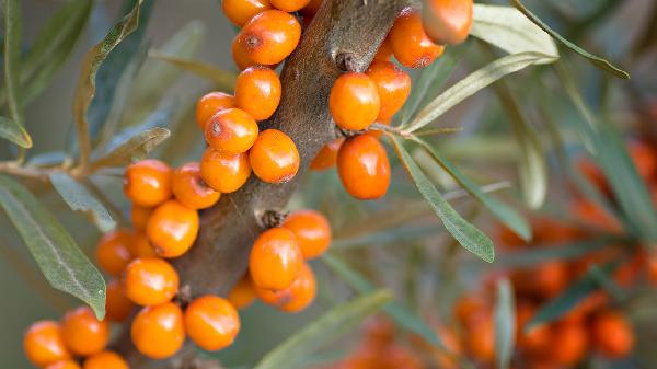 复方沙棘籽油栓是治疗什么的