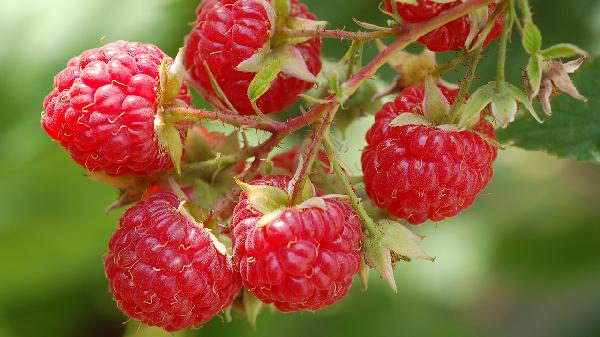 夜里饿得不行？这些食物让你吃饱还掉秤！