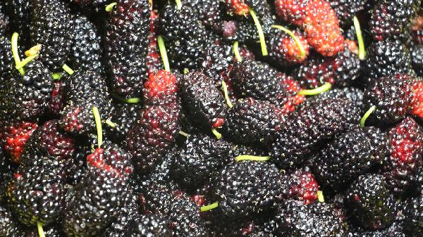 偷偷告诉你：真正养肾的竟是这些家常菜！桑葚排不上号