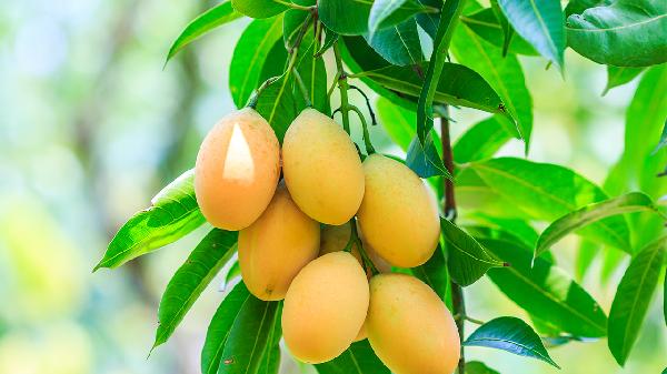 尿酸高的人快收藏！这份水果指南太实用了