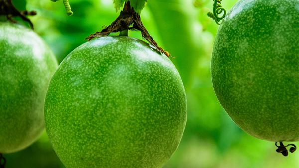 百香果这样吃等于自毁健康！快看看你有没有中招