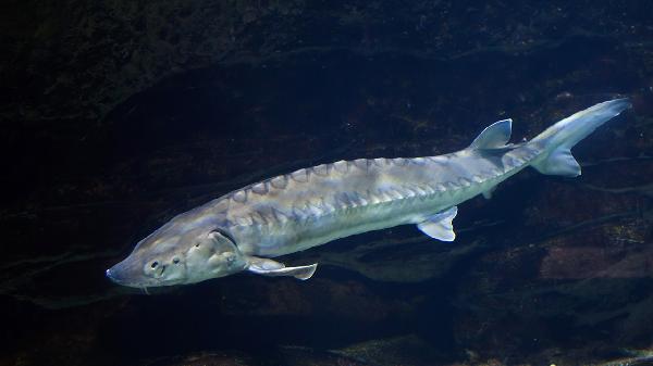 鲳鱼这个吃法绝了！三高人群也能放心吃