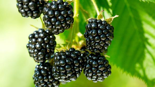 尿酸高也能放肆吃的水果清单来了