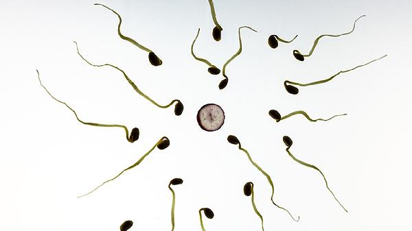 排卵日前后3天连续同房会影响精子质量吗