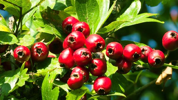 深夜偷吃不怕胖！这5种食物越吃越瘦