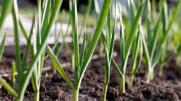 震惊！这些食物搭配居然越吃越瘦，后悔没早知道