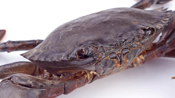 爱吃海鲜却过敏？6招教你轻松瘦身不遭罪