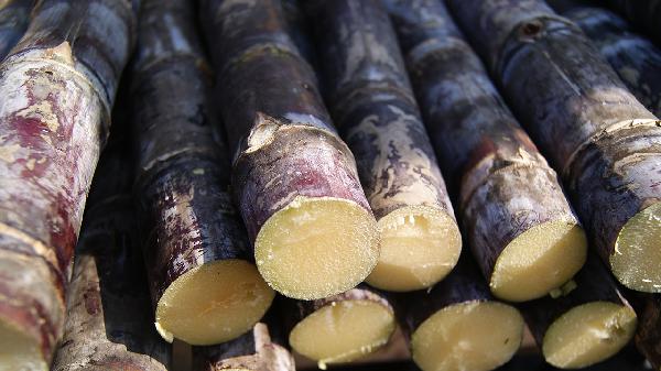 甘蔗被关注！调查发现：高血压人吃甘蔗，不过多久或有5益处，真的吗？