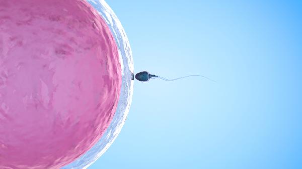 双侧隐睾穿刺有精子吗