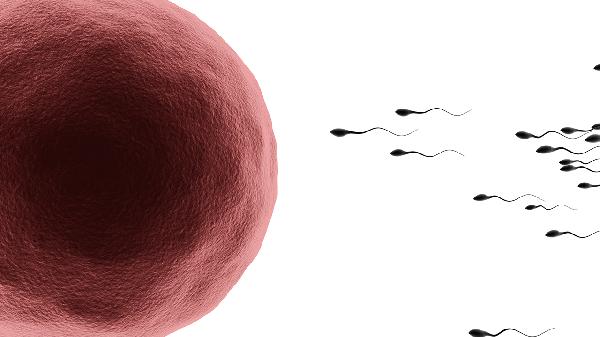 一颗精子足够受孕吗