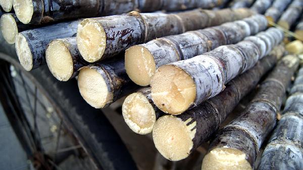 甘蔗立大功！提醒：糖尿病患者吃甘蔗，身体或迎来5个信号
