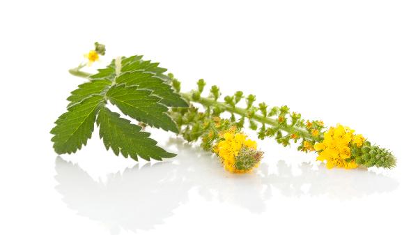 中药仙鹤草的功效