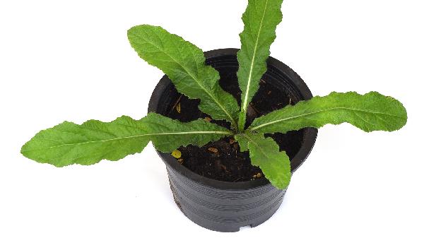 调节植物神经中成药有哪些