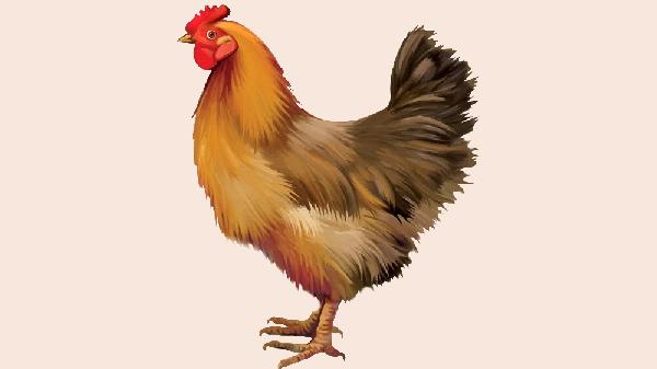 别乱买鸡补身体!大公鸡和老母鸡差别大,选错反而伤身