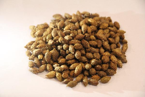 中药珍珠母的功效与作用