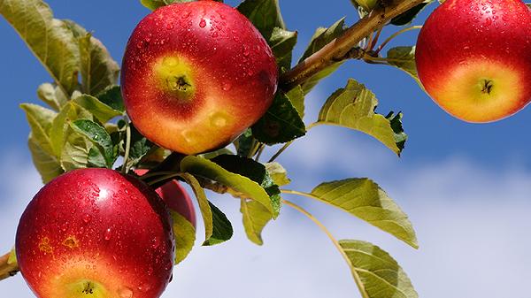 苹果和虾能一起吃吗