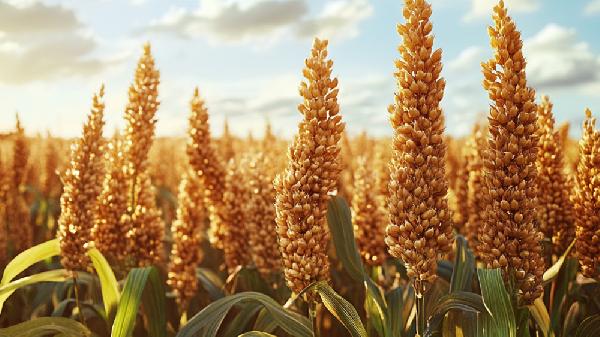吃高粱米的危害