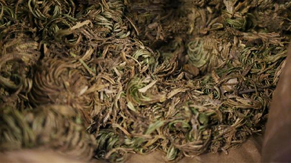 喝中药减肥正确吗