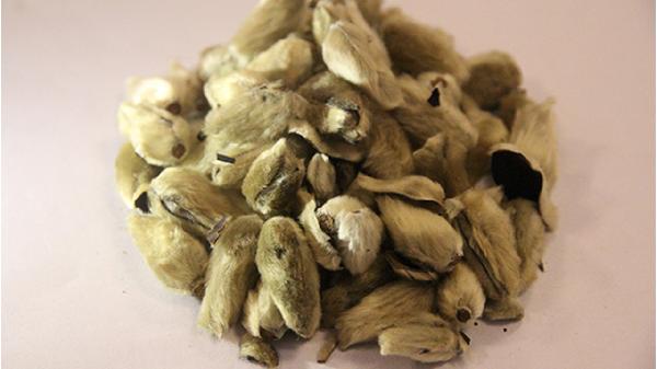 草药辛夷能治疗鼻炎吗