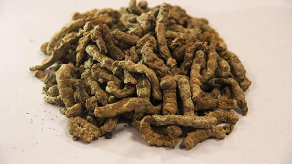 中药炒僵蚕的功效