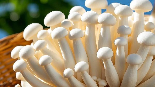 白玉菇的营养价值