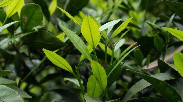 植物黄油真的伤身吗?别被误导了,看完这篇再决定吃不吃